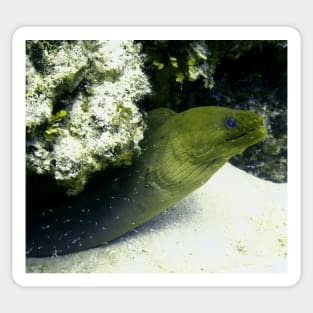 Green Moray Eel Sticker